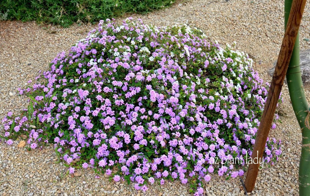 Trailing Lantana (Lantana montevidensis)