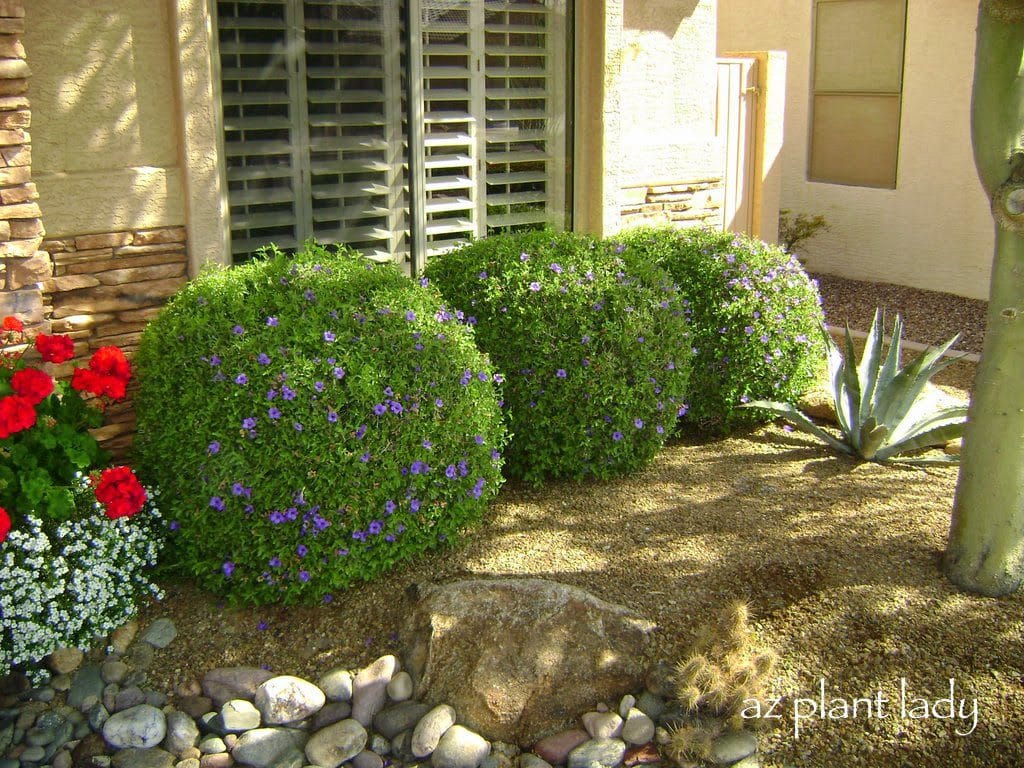 Meticulously pruned desert ruellia (Ruellia peninsularis)