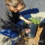 NoelleJohnsonazplantladyplantingshrubs