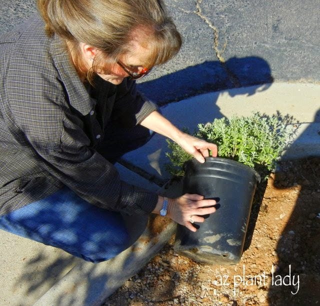 Planting in fall