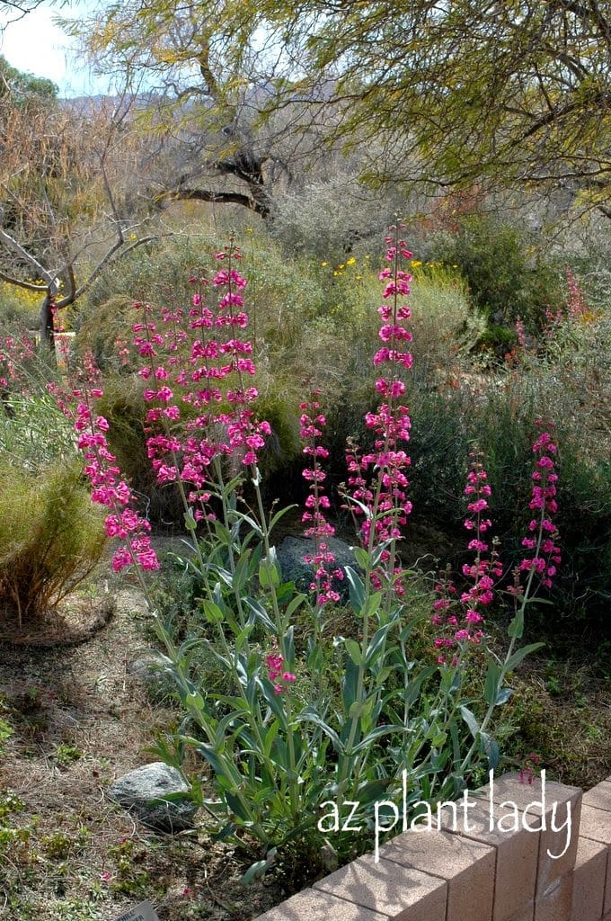 Penstemon species