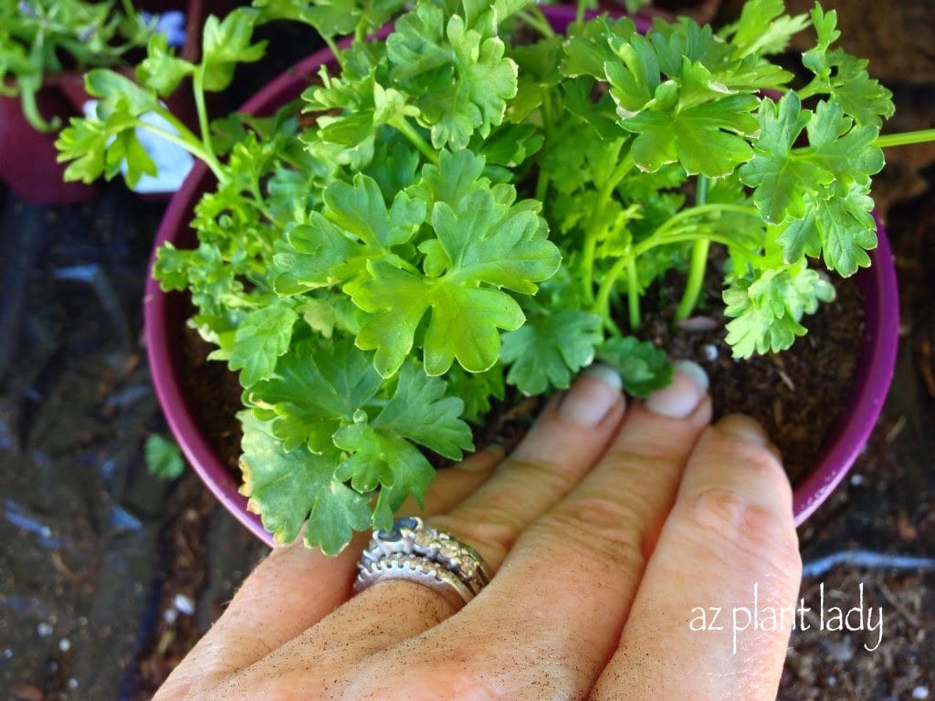 growing herbs 