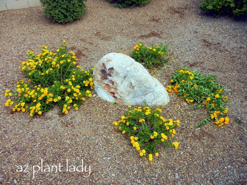 gold lantana