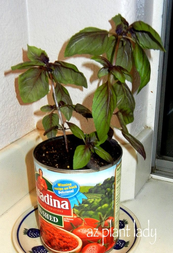 growing herbs indoors