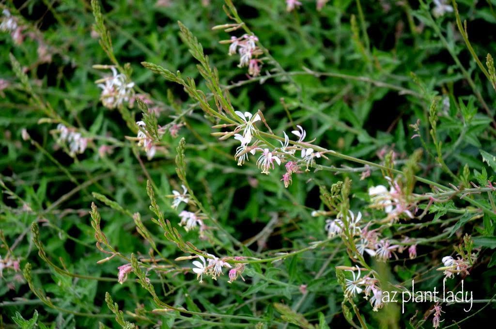 White Gaura (Gaura lindheimeri)