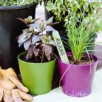 container-herbs-desert-garden.