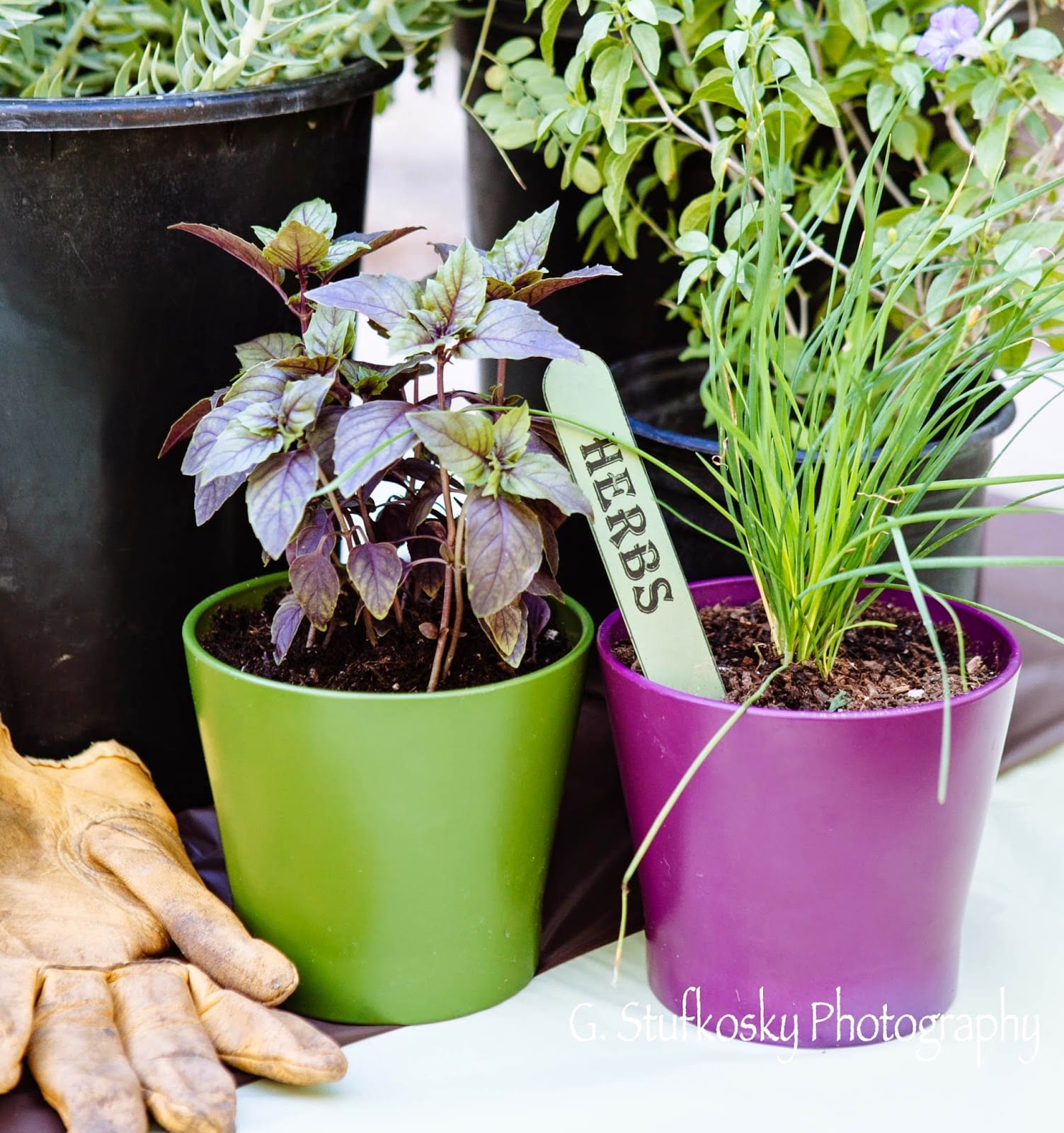 container-herbs-desert-garden.