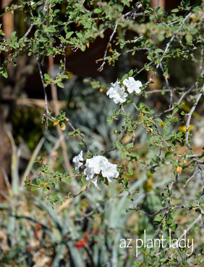  little leaf cordia