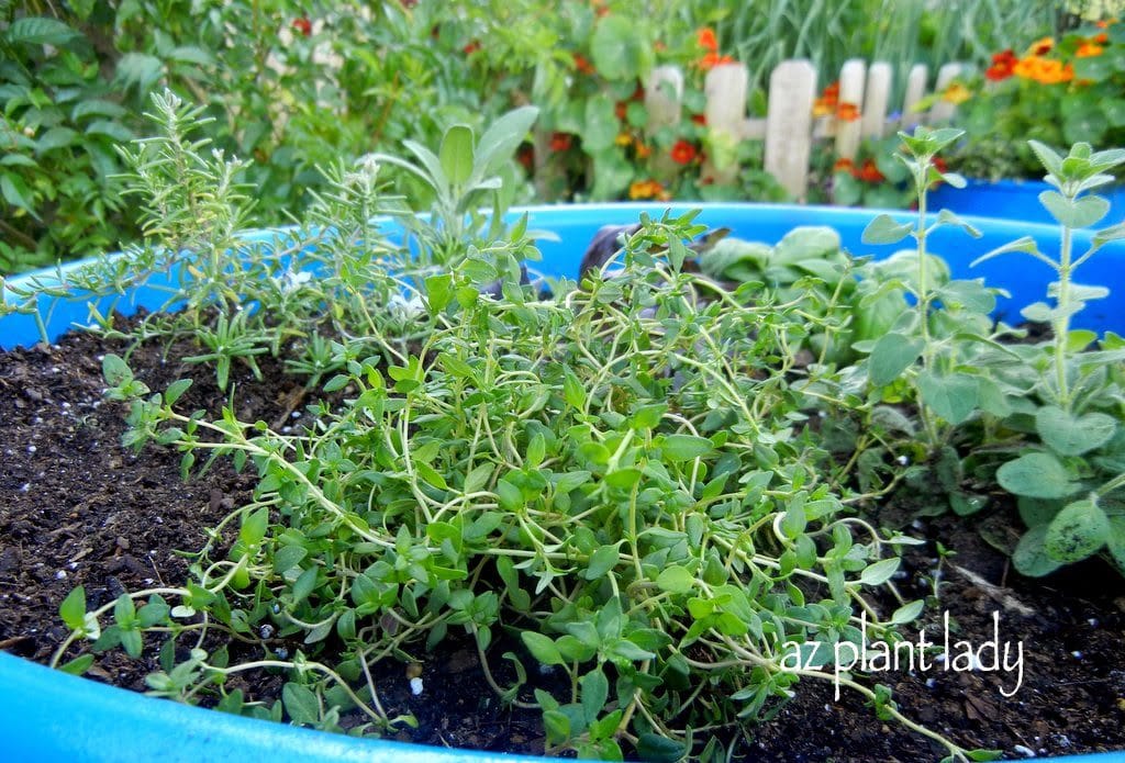 growing herbs 