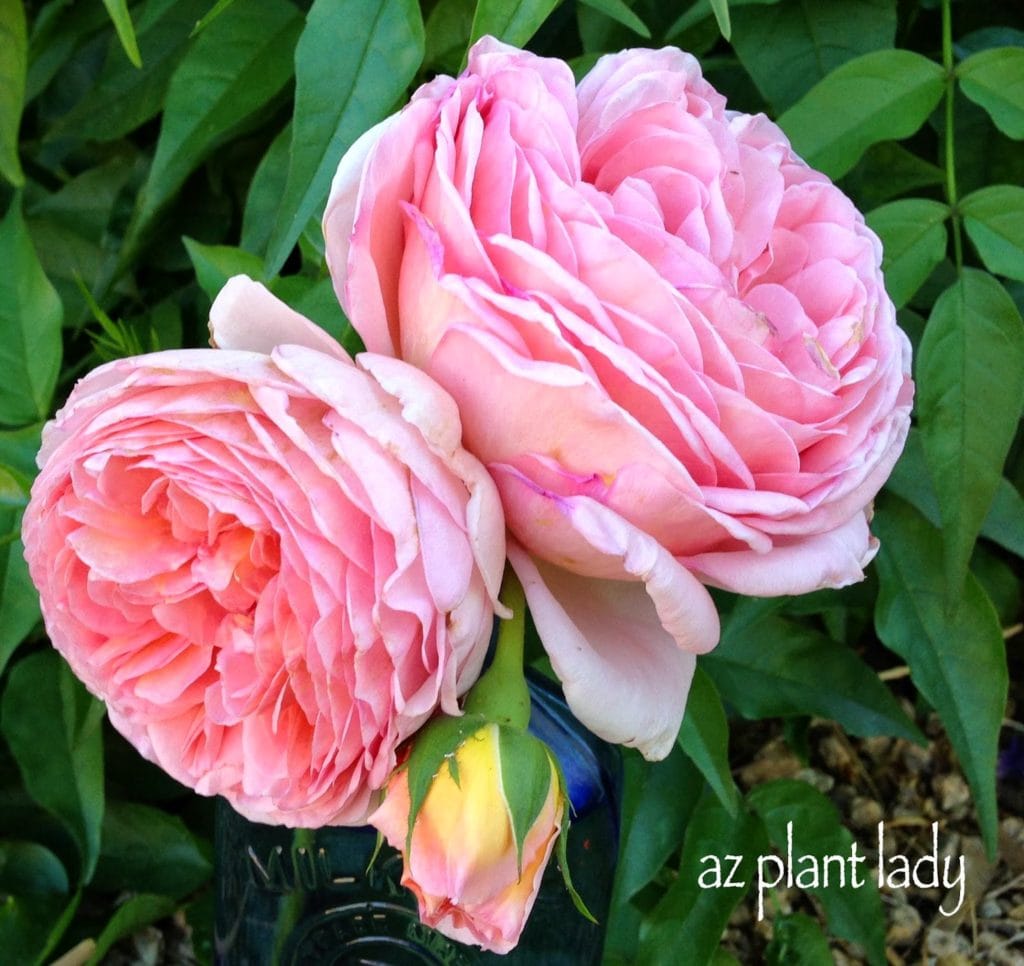 Abraham Darby