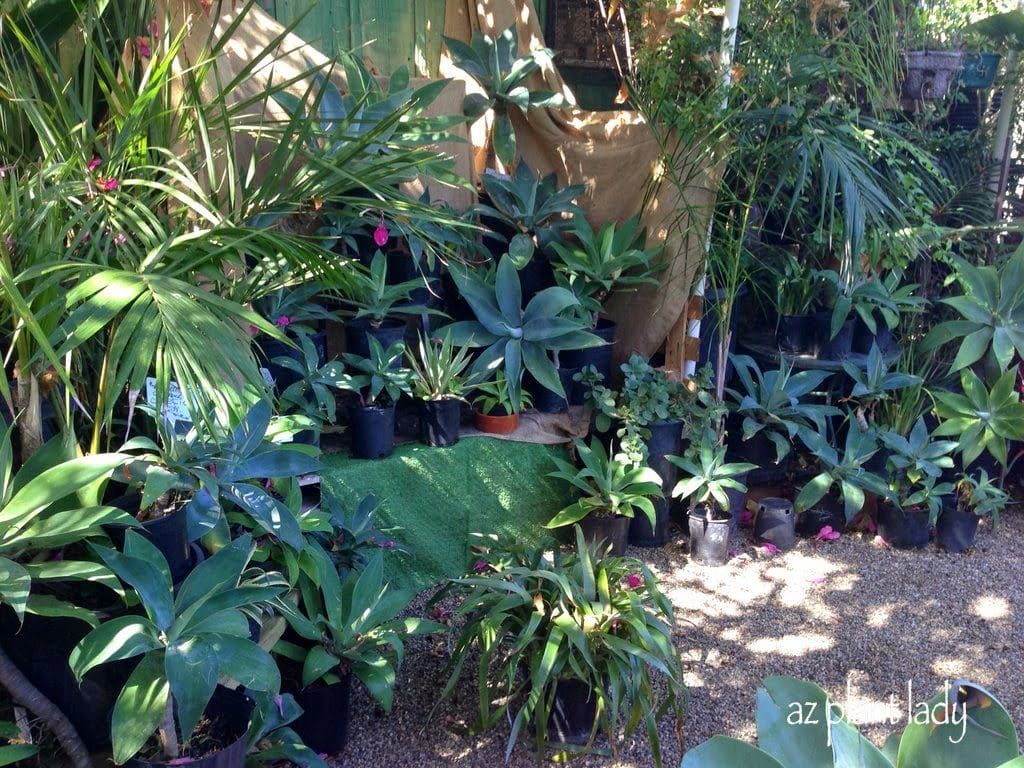 shade over a large number of plants.