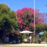 unique plant nursery.