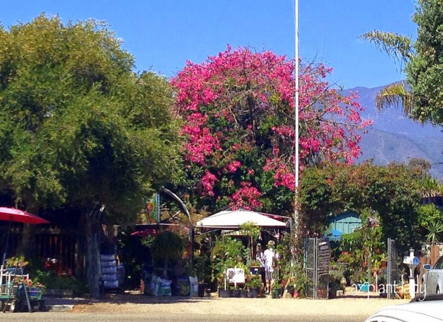 unique plant nursery.