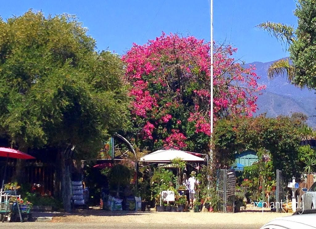 Unique Plant Nursery