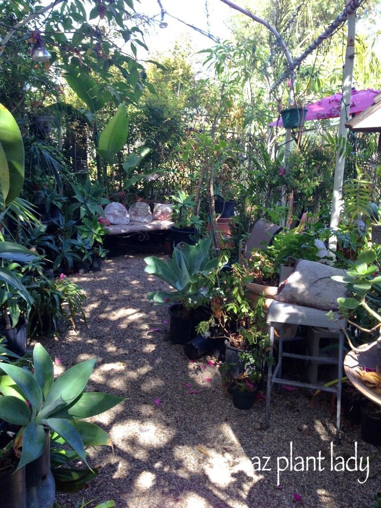 A Unique Nursery Nestled Under a Huge Tree