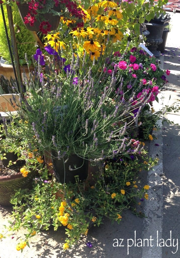 lavender and lantana.