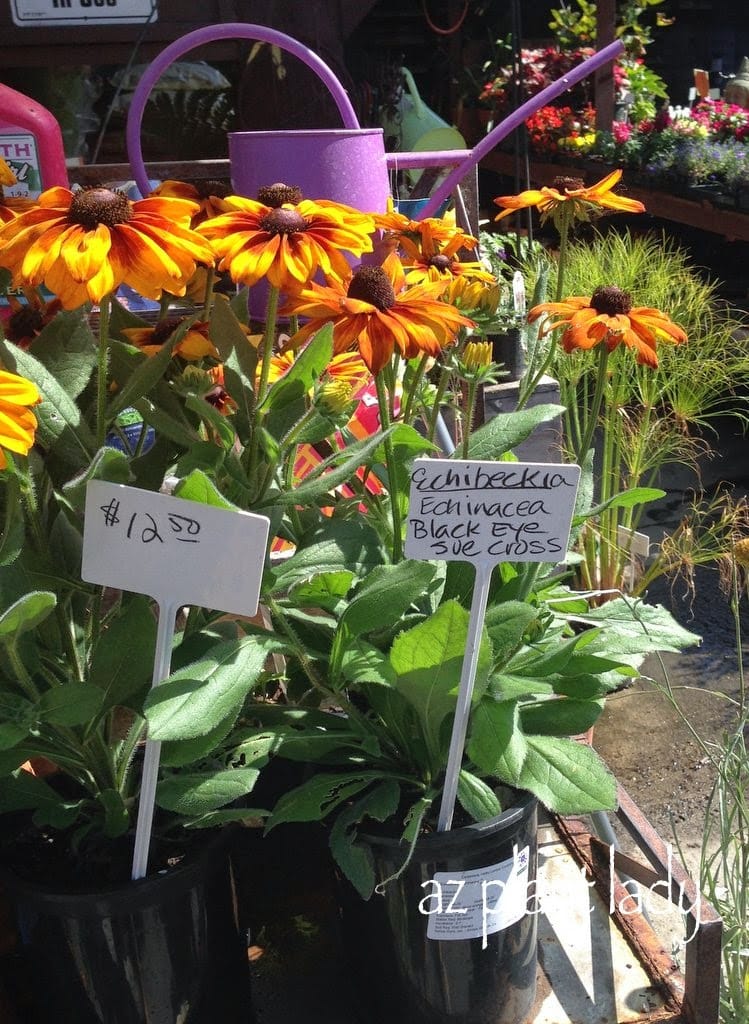 purple coneflower (Echinacea purpurea) and black eyed Susan (Rudbeckia)