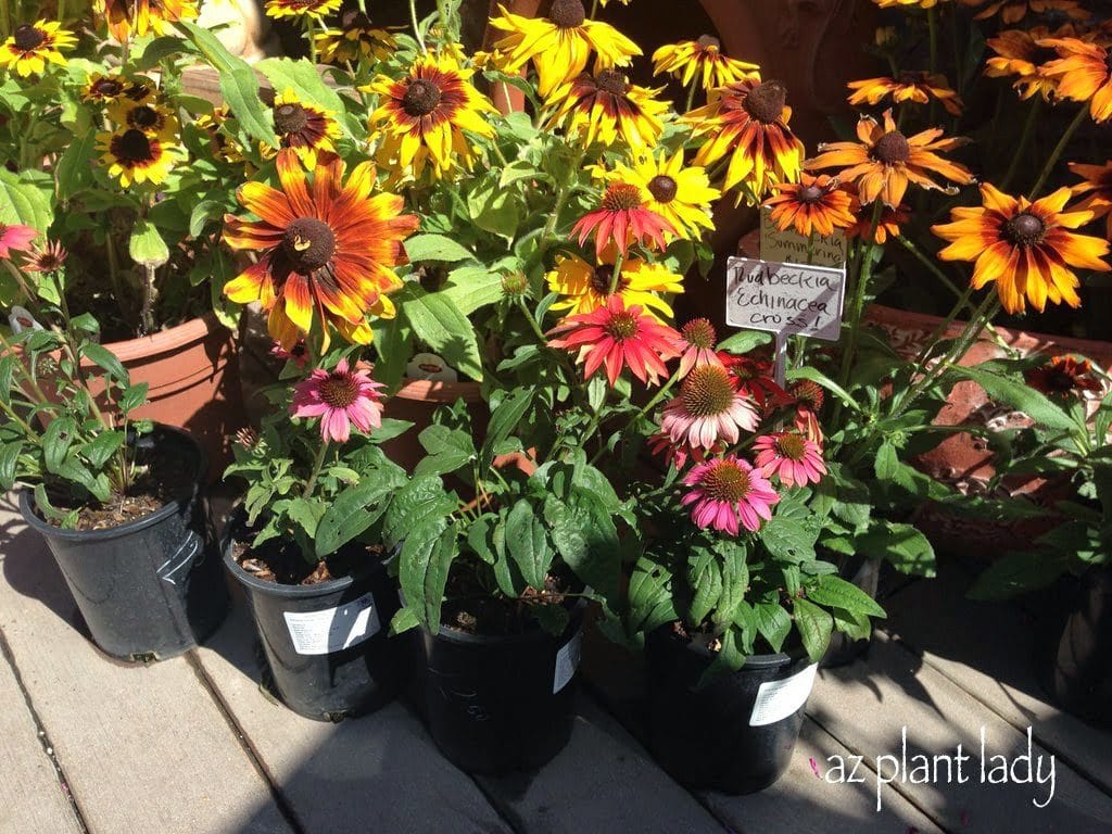 Echibeckia along with its parents