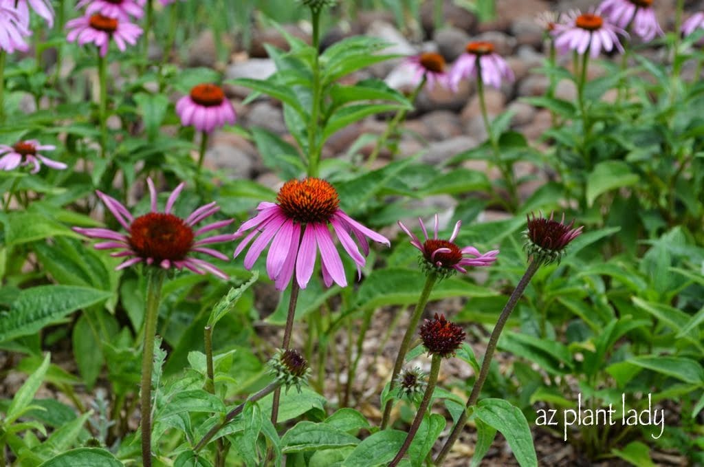 Echinacea purpurea