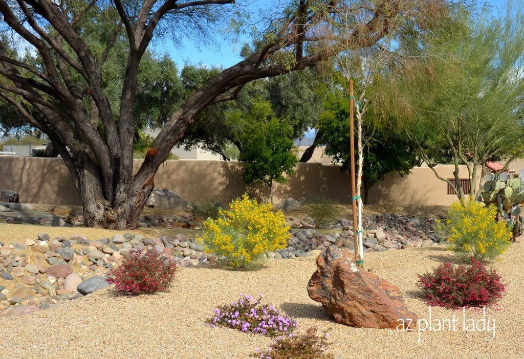 Valentine (Eremophila maculata), Feathery Cassia (Senna artemisoides) and Purple Trailing Lantana (Lantana montevidensis) planted without needing any soil amendments