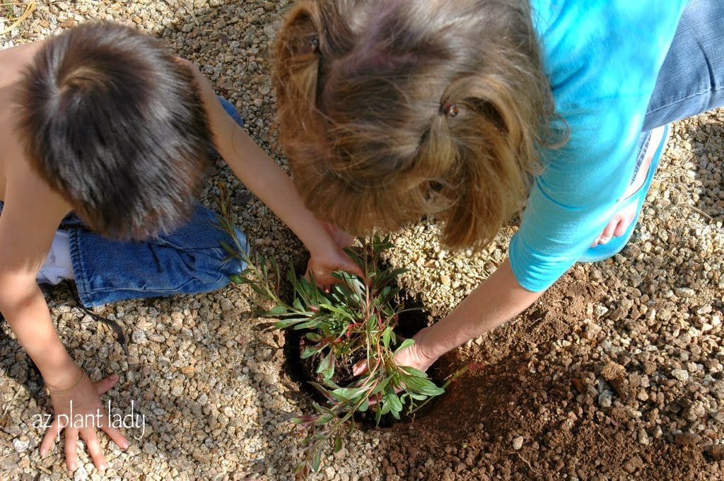 Fall Planting