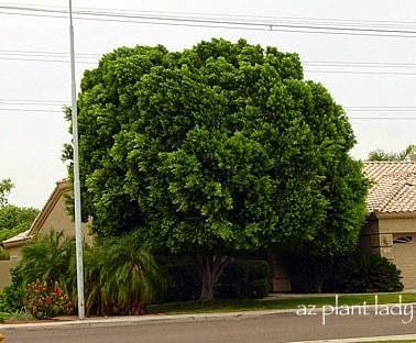 Mature ficus tree