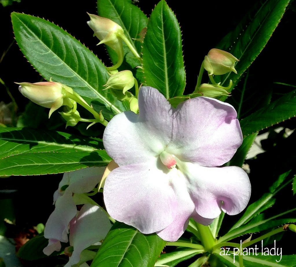 pink adenium