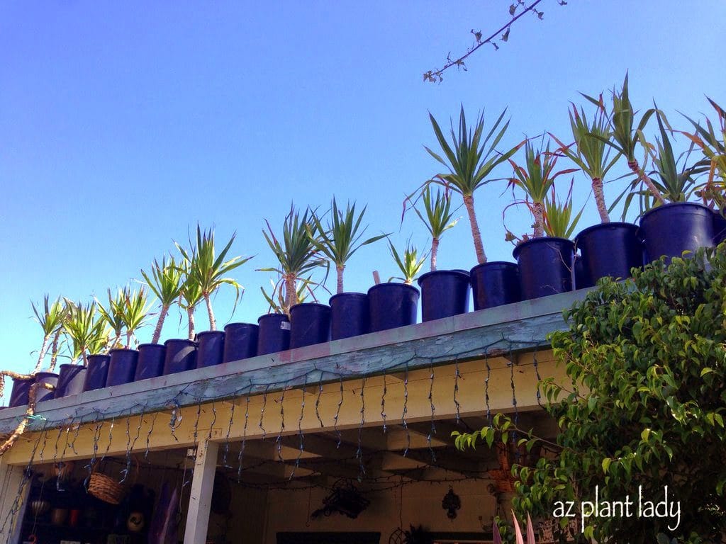 Yucca gloriosa and more icicle lights