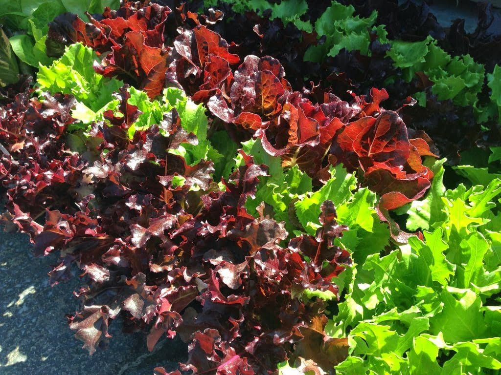 vegetable gardens