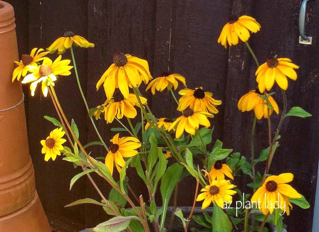 Rudbeckia