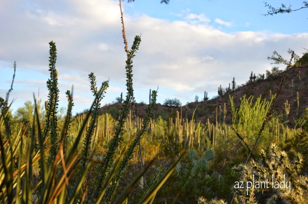 spiny cacti