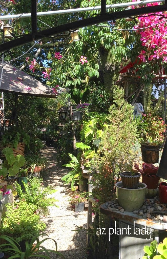 A Unique Nursery Nestled Under a Huge Tree