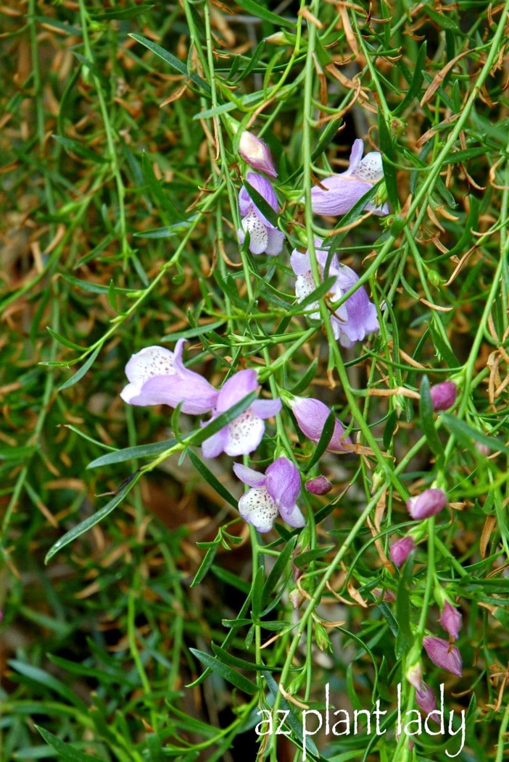 Fuss-free Eremophila 'Summertime Blue' make for excellent new plants