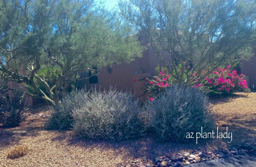 violet silverleaf (Leucophyllum candid) 