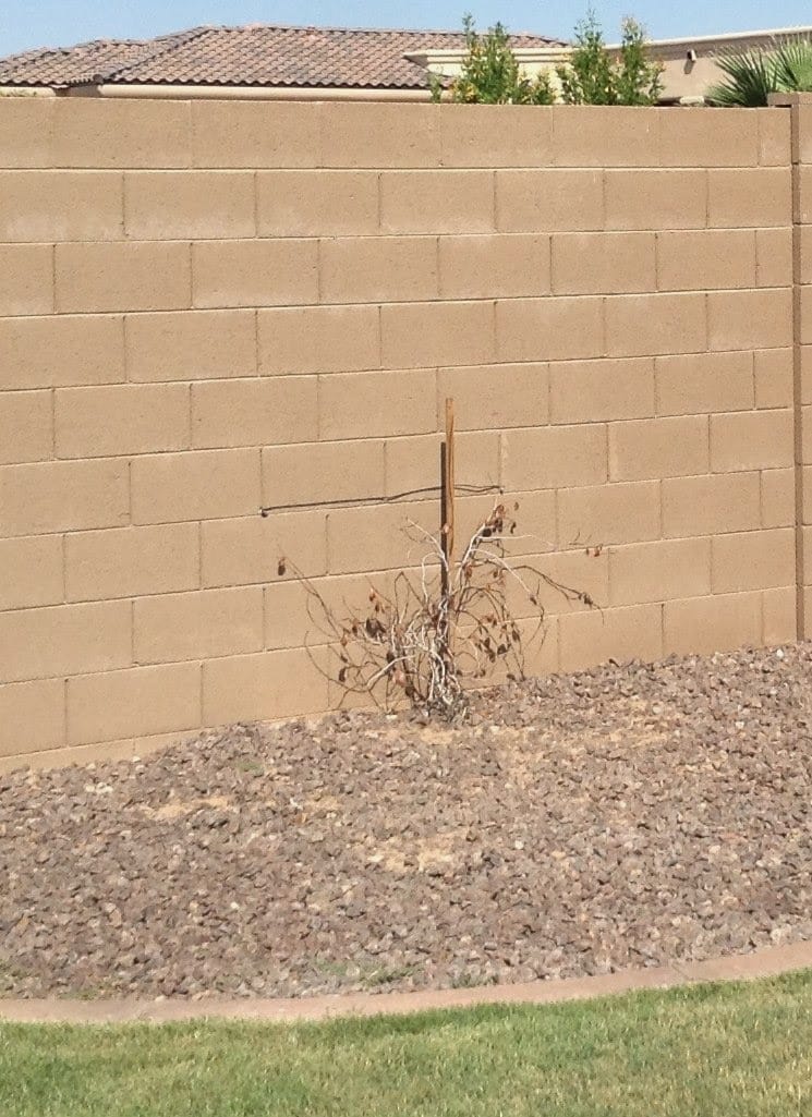 What a plant that does best in filtered shade looks like when planted in full sun