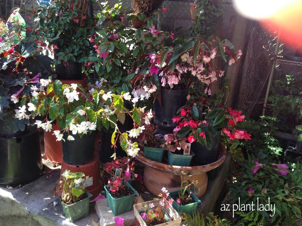 Colorful begonias and fucshia plants 