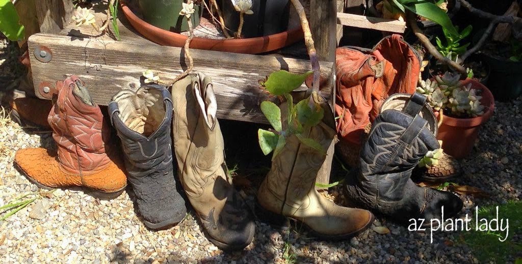 old cowboy boots