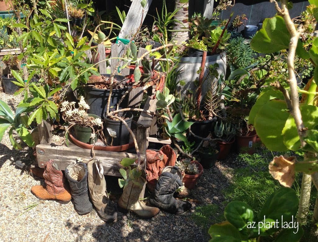 A Unique Nursery Nestled Under a Huge Tree