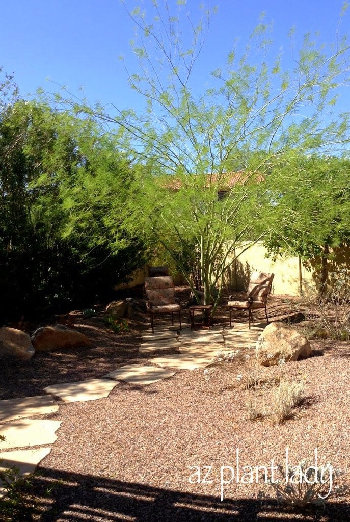 drought-tolerant landscape