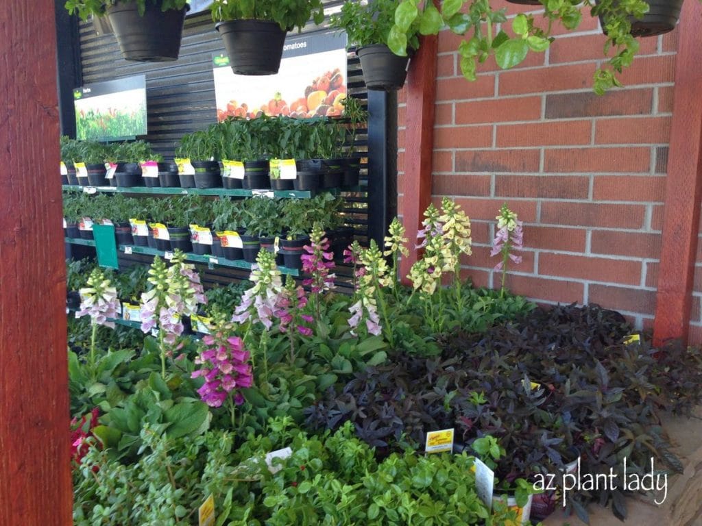 Foxglove for sale in front of an Arizona big box store nursery.  This lovely perennial is not the easiest plant to grow in the desert garden.