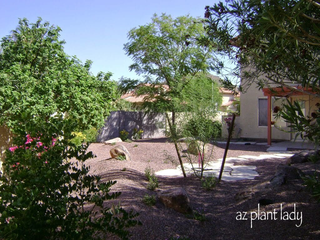 drought-tolerant landscape