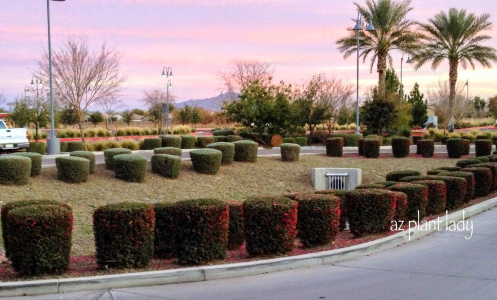 Over-planted shrubs calls for a new plant plan