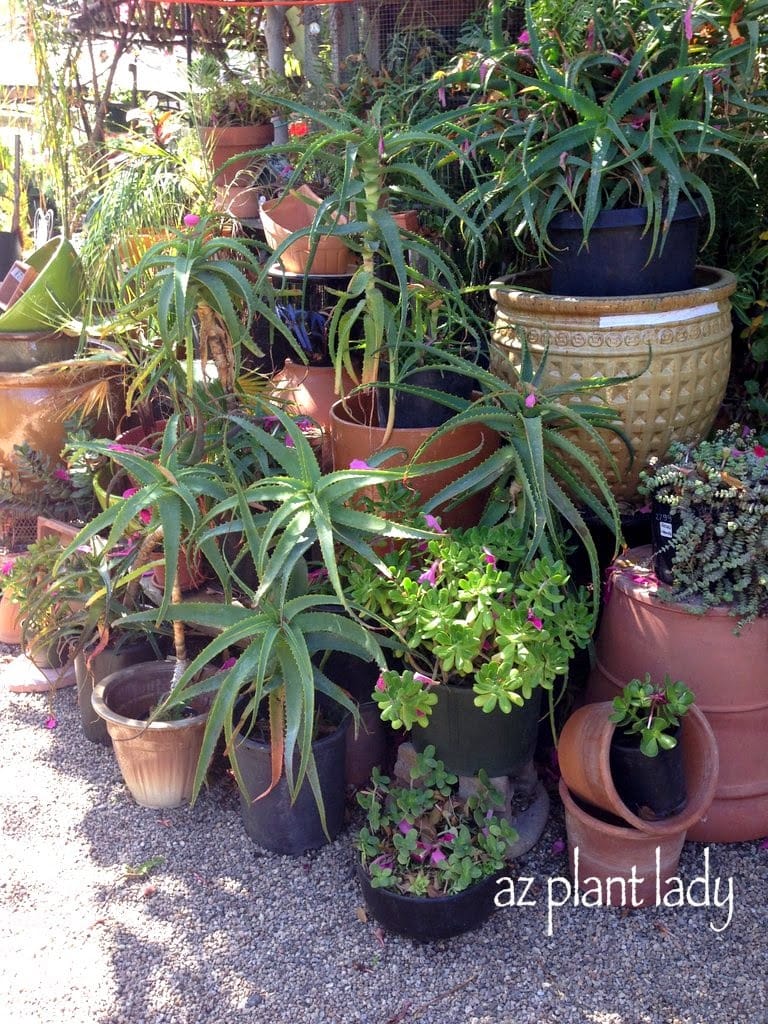 unique plant nursery.