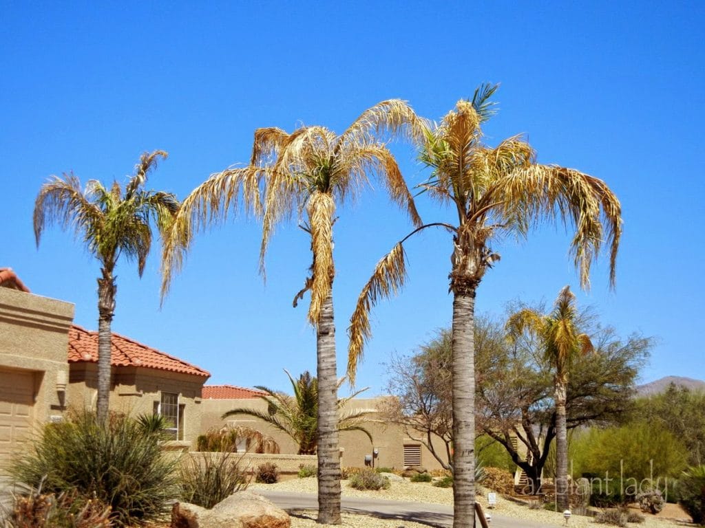 queen palms that are dying