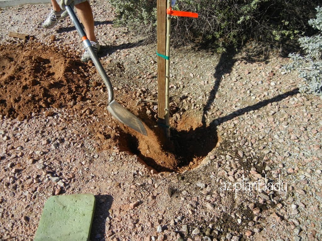 This planting hole is too small