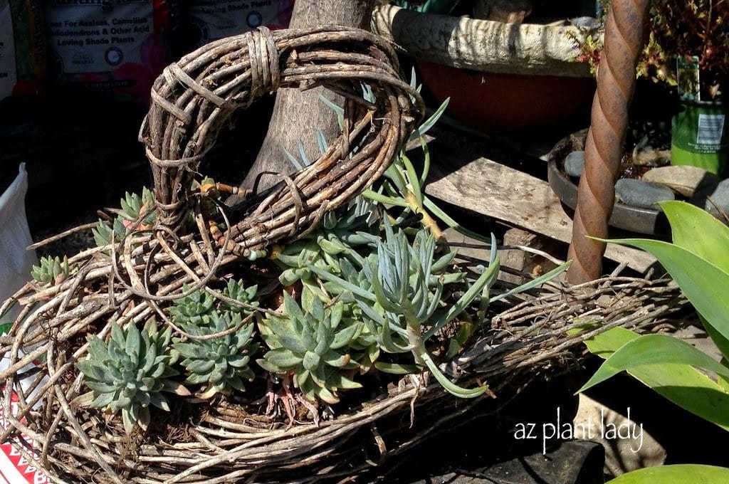 variety of succulents