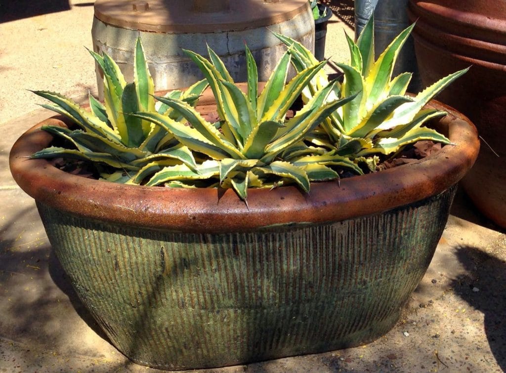 A trio of variegated agave