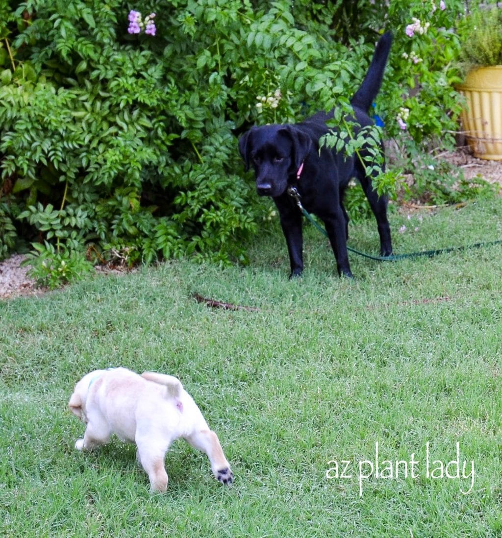 English Labrador