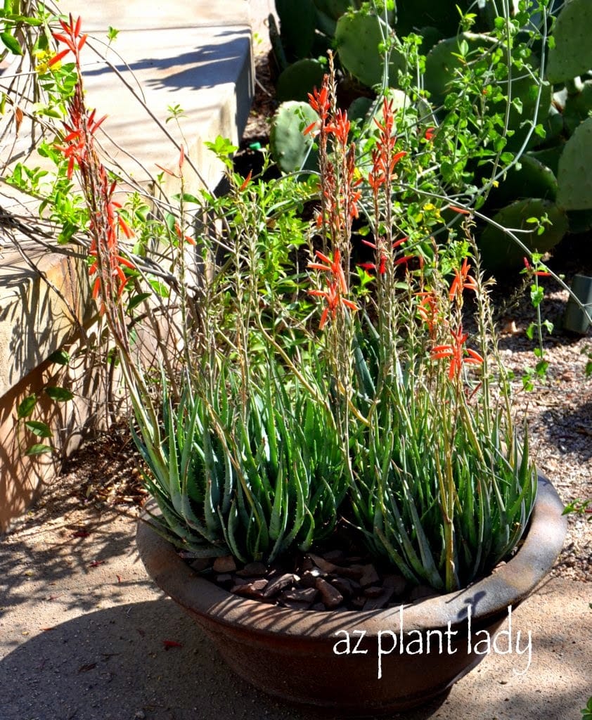 Succulents in pot, 'Blue Elf' Aloe