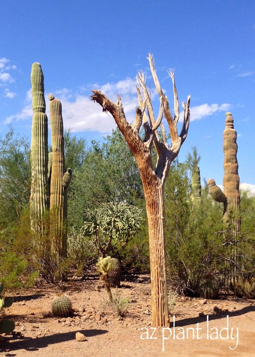 Crested Saguaro Ribs